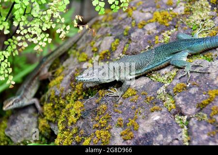 Madeiran wall lizard, Madeira-Eidechse, Madeira-Mauereidechse, Teira dugesii, madeirai faligyik, Madeira, Portugal, Europe Stock Photo