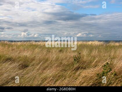 Beautiful landscape of the cloudy shoreline on the beach with waving marram grass and weeds on a windy day. Stock Photo