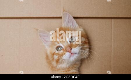 Cute Ginger Kitten Getting out From Hole in a Cardboard Box. Cat Hiding in Box. Stock Photo