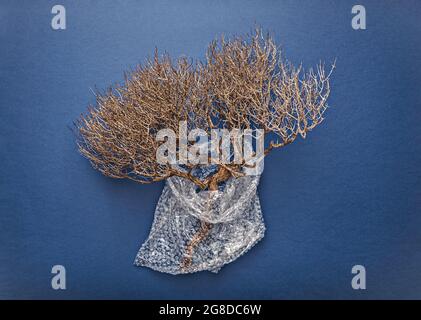Natural dry branch wrapped in bubble wrap on blue background. Zero waste and consumption reduction of plastic concept Stock Photo