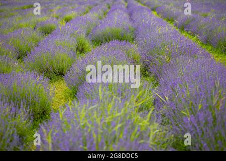 Lavender flower blooming scented fields in endless rows, Czech republic, Europe Stock Photo