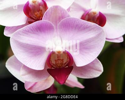 Scarlet Triangle - A beautiful orchid at the botanical gardens in Baguio, The Philippines. Stock Photo