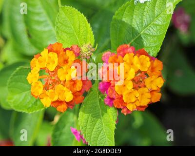 Twin Beauties - Two beautiful flowers next to each other.  Dos Palmas resort, Palawan Philippines Stock Photo
