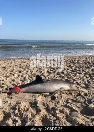 Tragic scene of a harbour porpoise washed ashore on a beach Stock Photo