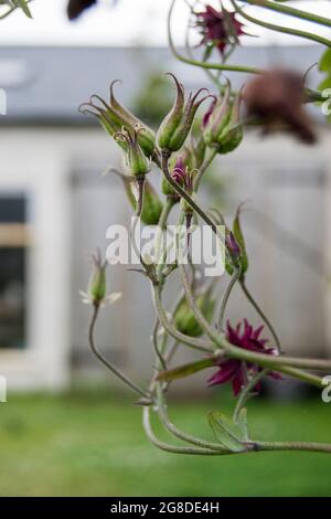 Aquilegia seed heads in the garden Stock Photo