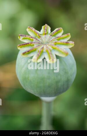 Small poppy seed head with a puddle of water collected on the top Stock Photo