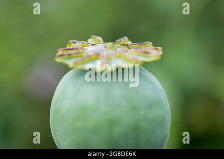 Small poppy seed head with a puddle of water collected on the top Stock Photo