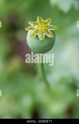 Small poppy seed head with a puddle of water collected on the top Stock Photo