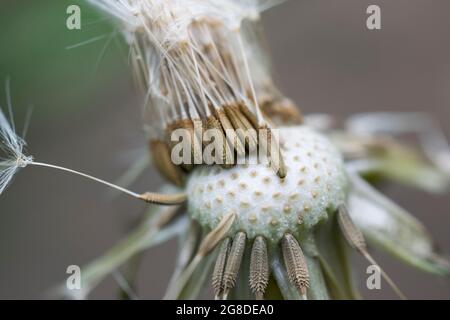 Dandelion seeds about to fly off Stock Photo