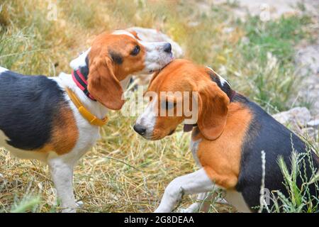 A cute puppy beagle playing with her mom outdoors in a grass meadow on a sunny summer day Stock Photo