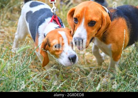 A cute puppy beagle playing with her mom outdoors in a grass meadow on a sunny summer day Stock Photo