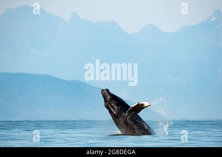 Mesmerizing view of Humpback whale breach jumping in the air Stock Photo