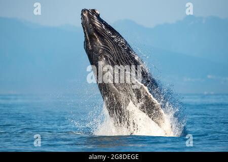 Mesmerizing view of Humpback whale breach jumping in the air Stock Photo