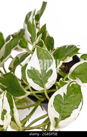 Close up of tropical 'Epipremnum Aureum N'Joy' pothos houseplant with white and green variegated leaves  on white background Stock Photo