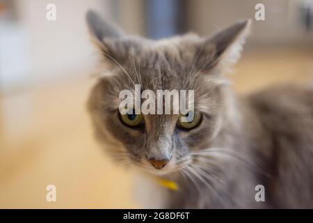 Korat domestic cat sitting on wood floor Stock Photo