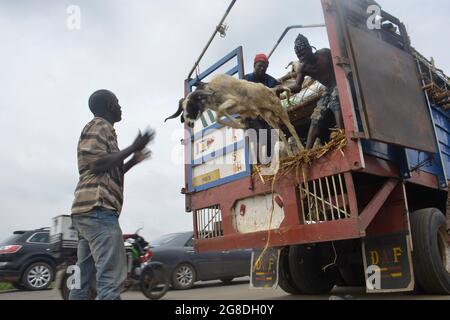 Ram vendors unload rams from a truck at the Kara Cattle Market, Isheri, in preparation for the celebration of Islamic Eid al-Adah. The Nigerian federal government Nigeria declared 20 and 21 July 2021, as public holidays. Ogun State, southwest Nigeria. Stock Photo