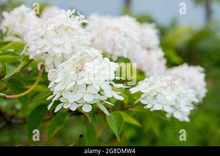 Hydrangea arborescens Annabelle white balls summer flowers Stock Photo