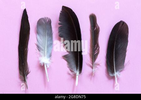 Various feathers on pink background Stock Photo