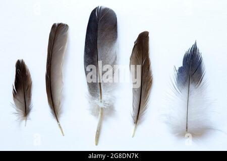 Various feathers on white background Stock Photo