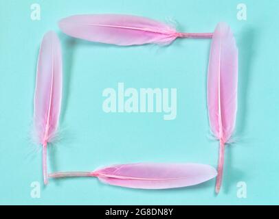 Pink feathers frame on blue background Stock Photo
