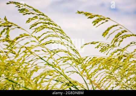 Sea oats (Uniola paniculata) wave in the breeze, July 7, 2021, in Dauphin Island, Alabama. Stock Photo