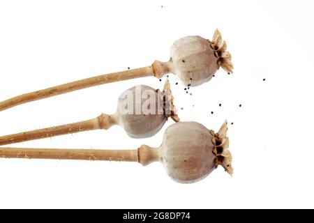 Three poppy boxes on a white background, poppy seeds are scattered nearby, isolated on a white background, close-up Stock Photo