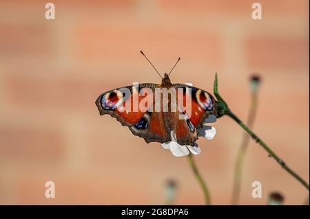 Peacock butterfly, Aglais io, resting on a white flower Stock Photo