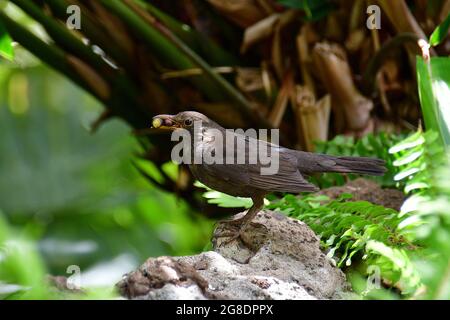 Common blackbird, Amsel, Schwarzdrossel, Turdus merula cabrerae, fekete rigó, Madeira, Portugal, Europe Stock Photo