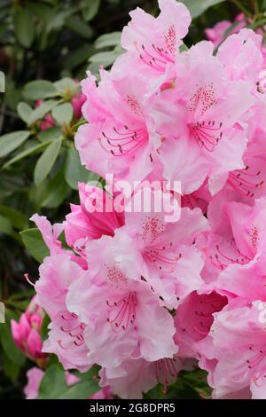 Rhododendron 'Pink Pearl' displaying characteristic showy pink blossoms in spring. UK Stock Photo