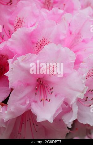 Rhododendron 'Pink Pearl' displaying characteristic showy pink blossoms in spring. UK Stock Photo