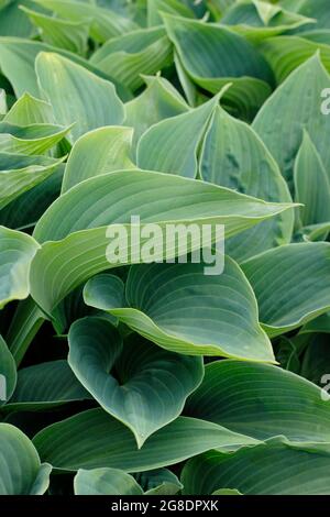 Blue grey leaves of Hosta 'Halcyon'.  Tardiana group Stock Photo