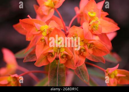 Euphorbia griffithii 'Dixter' displaying characteristic clusters of orange flowers in early summer. UK spurge 'Dixter' Stock Photo