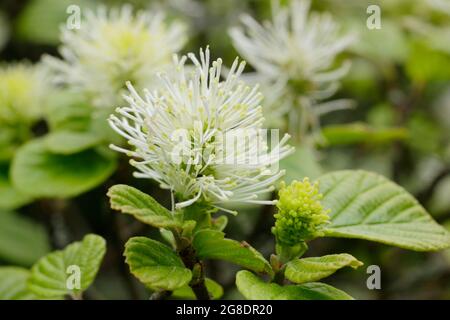 Fothergilla major - Mountain Witch alder displaying characteristic small white flower spikes. UK Stock Photo