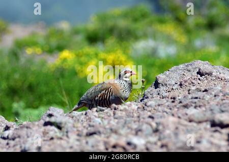 Red-legged partridge, French partridge, Rothuhn, Alectoris rufa, voros fogoly, Madeira, Portugal, Europe Stock Photo