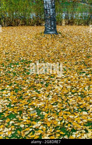 A Vertical Shot Of Autumn Landscape Under Evening Rays Of Sun, An Alley 