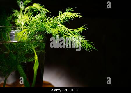 Fresh green dill, seasoning for various dishes. Healthy dill from the garden in a glass of water. A drop of water on dill. Close-up Stock Photo