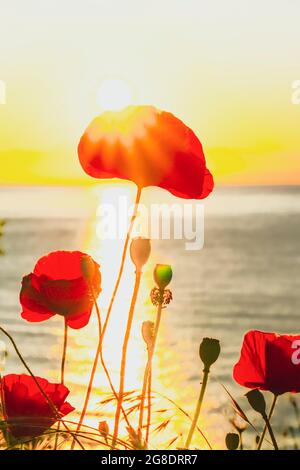 Red Poppies, seashore Stock Photo