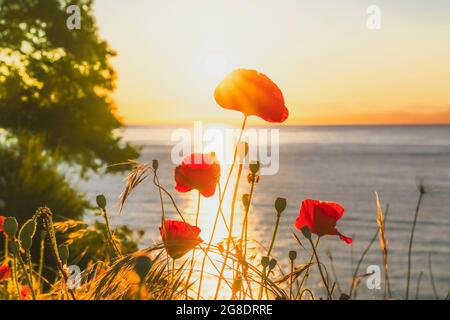 Red Poppies, seashore, sunset Stock Photo