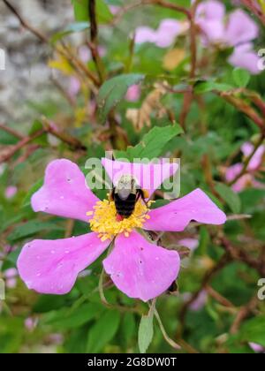 close up of bumblebee on pink wild rose flower in wetland Stock Photo