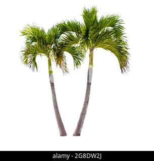Two coconut palm trees isolated on a white background Stock Photo