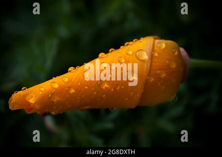 Bright yellow-orange flower Eschscholzia (Californian poppy) in frequent drops of rain water on the bud, closed on an overcast day close-up on a dark Stock Photo