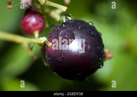 black currant berries close up on a bush with raindrops Stock Photo