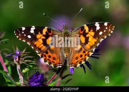 Painted Lady butterfly close-up nectaring on New England aster,(Vanessa cardui) Stock Photo