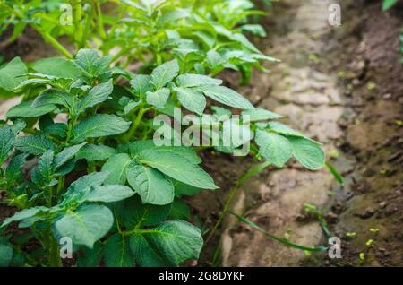 Potato bushes on a farm plantation. Agroindustry agribusiness. Growing food vegetables. Agricultural plantation under a greenhouse. Care and watering, Stock Photo