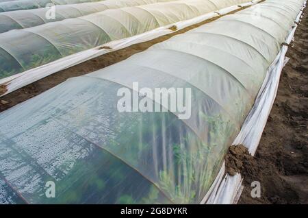 Potato bushes on a farm plantation covered under agricultural plastic film tunnel rows. Create a greenhouse effect. Growing food, protecting plants fr Stock Photo