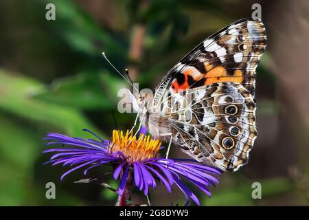 Painter Lady butterfly close-up nectarine on New England aster Stock Photo