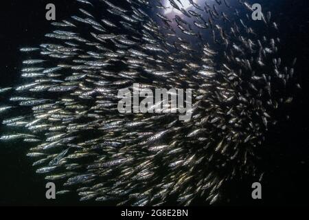 Large school of Three Spined Stickleback swimming in the Vancouver wharf, in British Columbia. Stock Photo