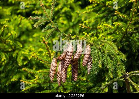 Pack of long cones of spruce in Spring Stock Photo
