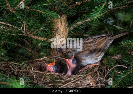 Dunnock (Prunella modularis) Old bird with food for young birds in nest, Baden-Wuerttemberg, Germany Stock Photo