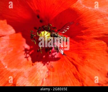 Hoverfly (Episyrphus balteatus) on flower poppy (Papaver rhoeas), Rosenheim, Bavaria, Germany Stock Photo